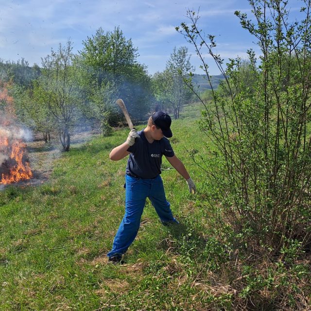 Louka u Jestřabic,  akce skautů z Koryčan na záchranu původních rostlin a živočichů  (2024) | foto: Michal Sladký,  Český rozhlas