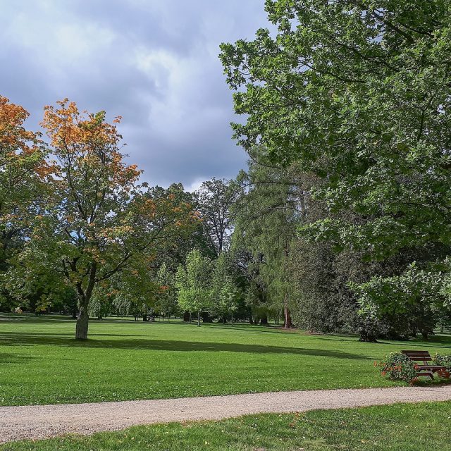 Stromy  (ilustr. foto) | foto: Markéta Vejvodová,  Český rozhlas