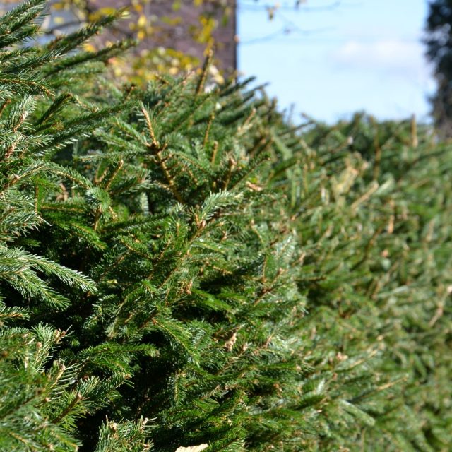 U jehličnanů řežeme tak,  aby se neodhalil suchý vnitřek stromů či keřů | foto: Jolana Nováková,  Český rozhlas