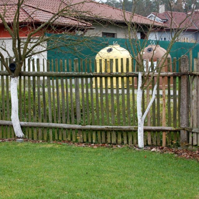 Očištěné kmeny ovocných stromů můžeme nabílit | foto: Ivan Dvořák