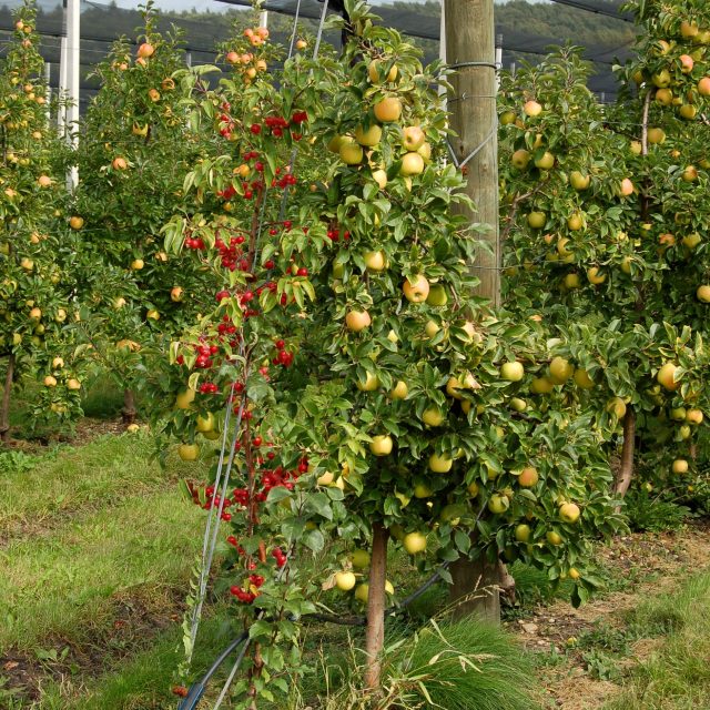 Štíhlé vřeteno odrůdy Opál s opylovačem,  botanickou  (okrasnou) jabloní | foto: Ivan Dvořák