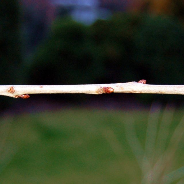 Roub z třešně,  jednoletý,  bez květních pupenů,  vhodný na roubování | foto: Ivan Dvořák