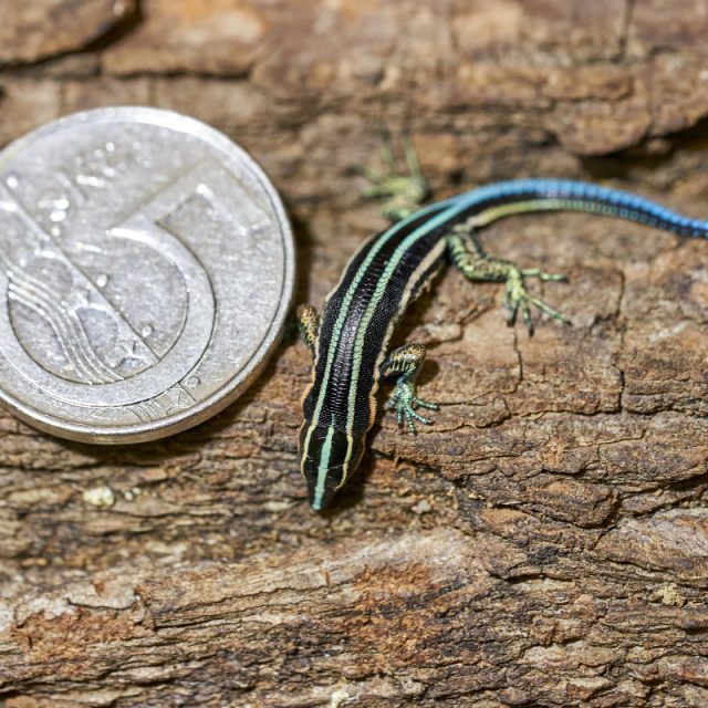 Mládě holaspise létavého | foto: Michal Fuglevič,  Zoo Ostrava