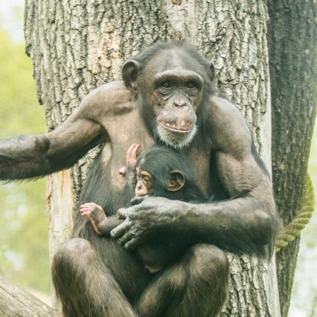 Samice šimpanze s mládětem | foto: Petr Vlček,  Zoo Ostrava