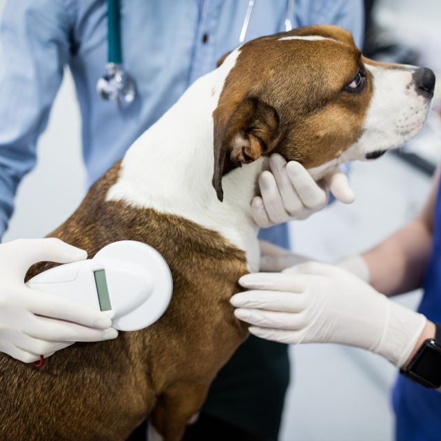 Čipování psů  (ilustrační foto) | foto: Fotobanka Profimedia