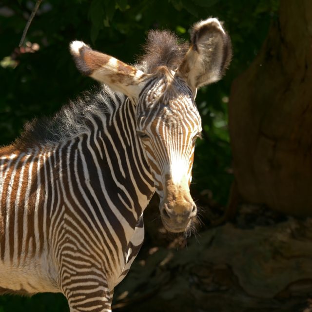 Mládě zebry Grévyho | foto: Enrico Gombala,  Zoo Ostrava