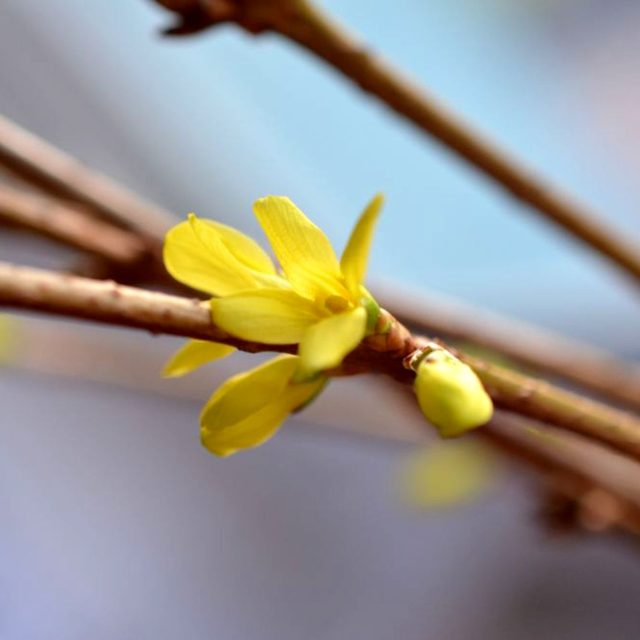 Zlatici můžeme uříznout třeba až 14 dní před Vánocemi,  přesto by měla vykvést | foto: Jolana Nováková,  Český rozhlas