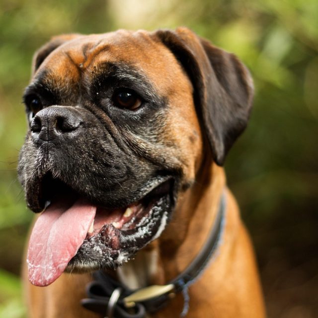 Německý boxer | foto: Pixabay,  Licence Pixabay