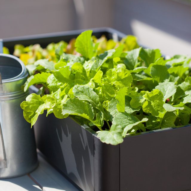 Salát můžete pěstovat i v truhlíku za oknem nebo na balkóně | foto: Fotobanka Profimedia