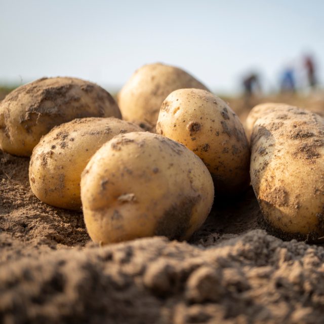 Sklizeň brambor | foto: Shutterstock