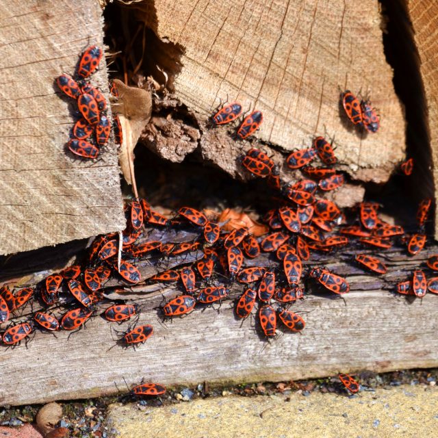 Ploštice ruměnice pospolná,  pro někoho možná placatá beruška | foto: Jolana Nováková,  Český rozhlas