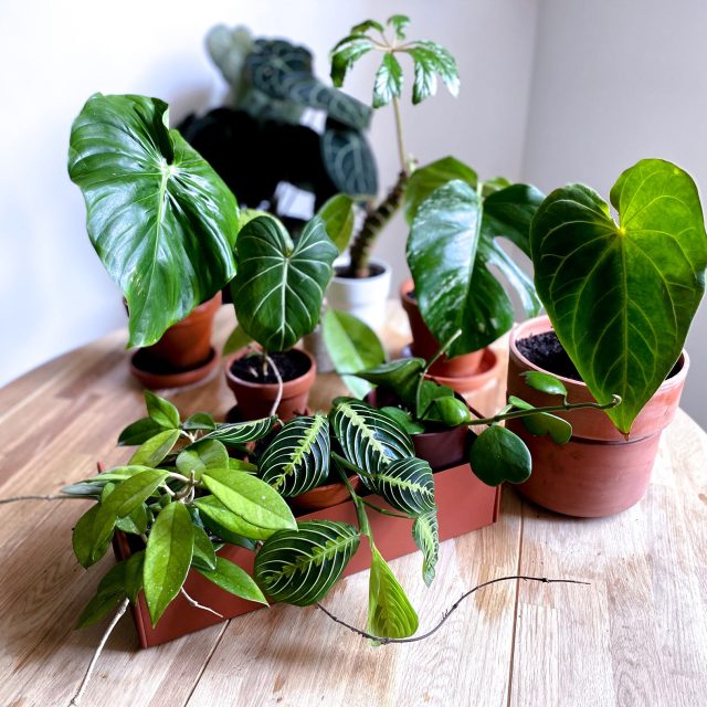 Pokojovka a léčivka zároveň. Kolik jich máte doma? | foto: archiv Haenke