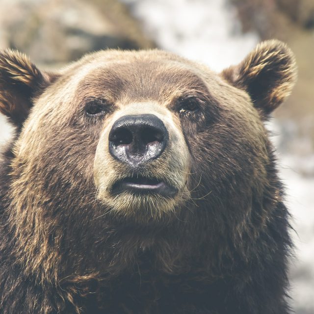 Medvěd | foto: Pixabay,  CC0 1.0