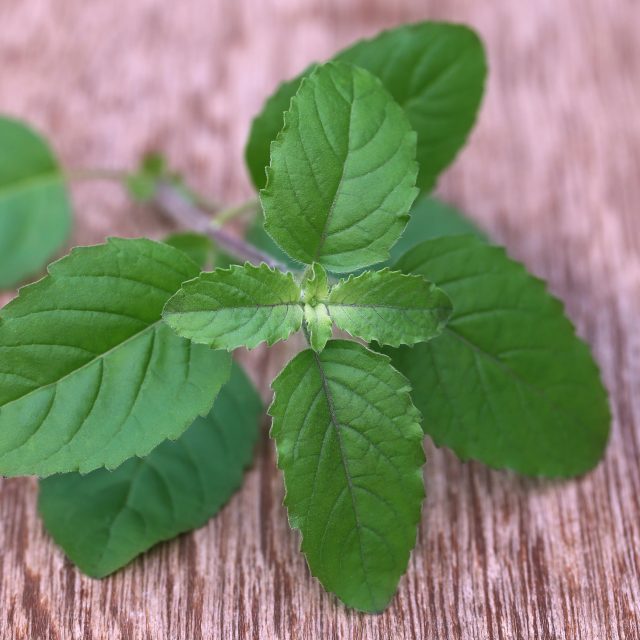 Bazalka posvátná | foto: Profimedia