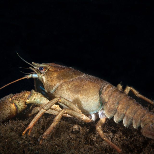 Rak říční | foto: Profimedia