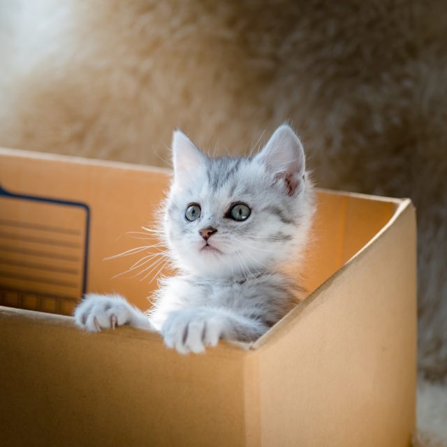 Kočka,  kotě  (ilustrační foto) | foto: Profimedia