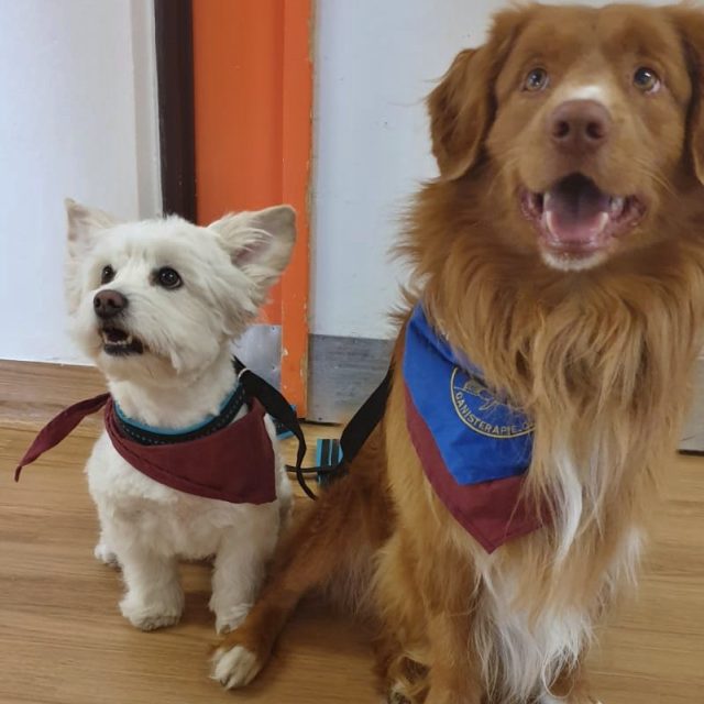 Psi,  canisterapie | foto: Daniela Brychtová,  Český rozhlas