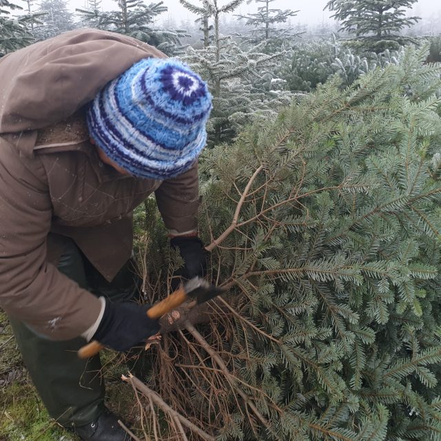 Plantáž vánočních stromků | foto: Milan Soldán,  Český rozhlas