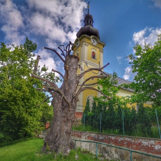 Uschlá lípa u porubského kostela se změní v broukoviště | foto: Martin Otipka,  Městský obvod Ostrava-Poruba