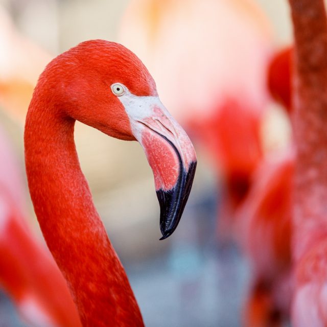 Plameňák kubánský | foto: Monika Vlčková,  Zoo Ostrava