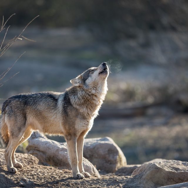 Vlk  (ilustrační foto) | foto: Profimedia