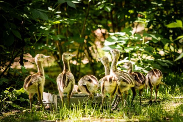 Nandu pampový | foto: Monika Vlčková,  Zoo Ostrava