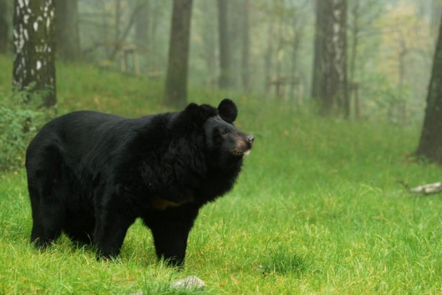 Medvěd ušatý | foto: Zoo Ostrava,  Pavel Vlček