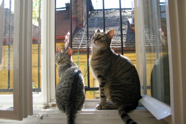 Kočka,  terapeutka ve felinoterapii,  musí být klidná | foto: Eva Rajlichová,  Český rozhlas