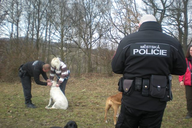 Strážníci městské policie kontrolují čipování a zaplacení poplatků za psy | foto:  Městská policie Ústí nad Labem