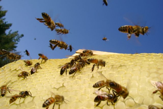 Včely  (Ilustrační foto). | foto: Stock Exchange