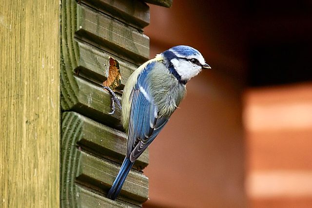 Sýkora modřinka na ptačí budce | foto: David Friel,   CC BY 2.0