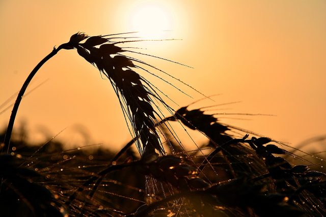 pšenice.jpg | foto: Fotobanka Pixabay
