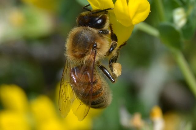 Včela | foto: Artur Kubica,  Český rozhlas