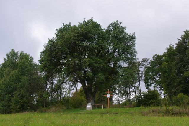 Jméno Pollnerova hruška získal tento strom podle někdejšího majitele pozemku | foto: Miroslav Kobza,  Český rozhlas