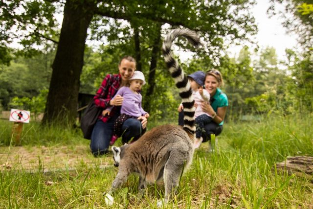 Ráj lemurů v Zoo Ostrava | foto: P. Vlček  (ZOO Ostrava)