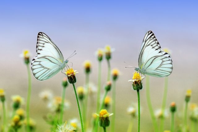 Motýli  (ilustrační foto) | foto: Fotobanka Pixabay