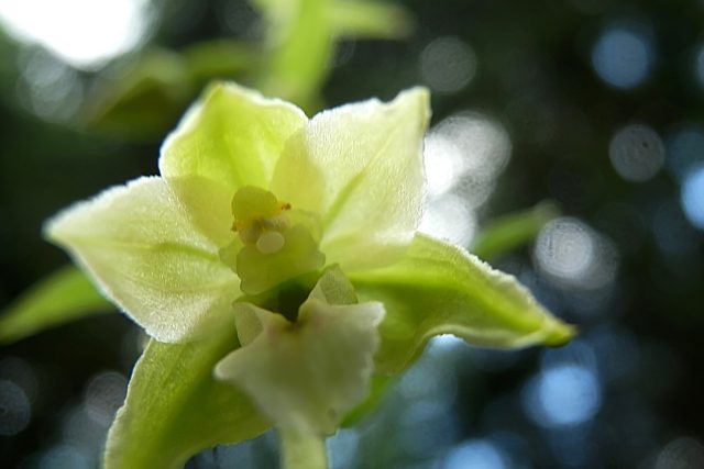 Vzácná orchidej - kruštík dlouholistý | foto: Jana Holinková
