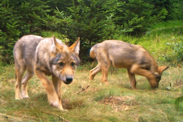 Vlčata zachycená fotopastí na Broumovsku | foto:  hnutí Duha