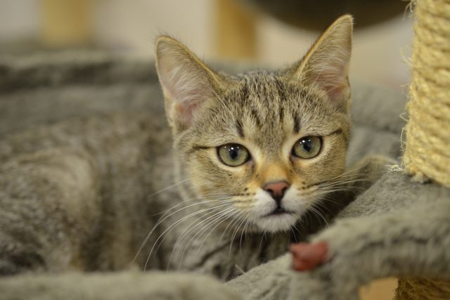 Kočička z útulku může být vánočním dárkem,  ideální je,  když si obdarovaný sám vybere | foto: Jolana Nováková,  Český rozhlas