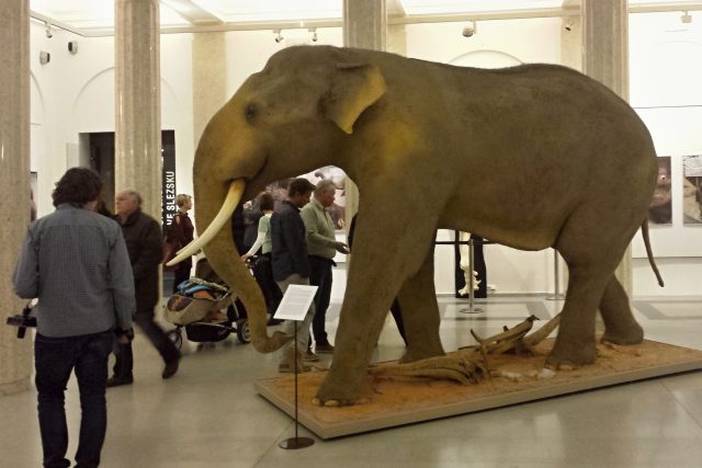 Preparát slona indického v opavském muzeu | foto: Kateřina Daňková