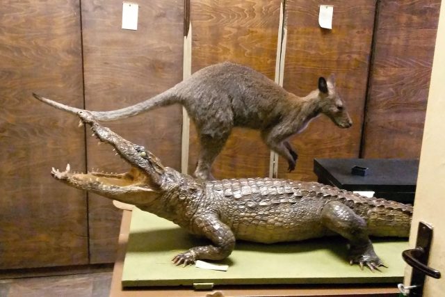 Krokodýl s klokanem. Příbuzní jen podle abecedy | foto: Kateřina Daňková