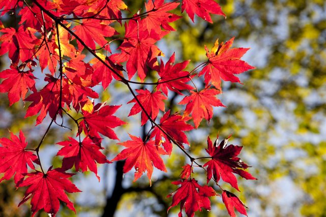 Podzimní listí | foto: Licence Public domain CC0,  Fotobanka Pixabay
