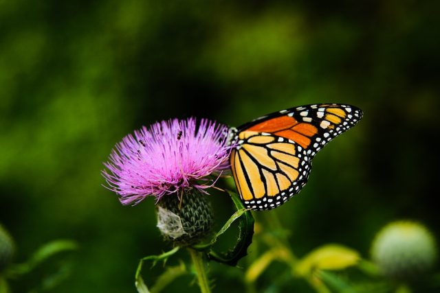 Motýle  (ilustrační foto) | foto:  Free-Photos,  Pixabay