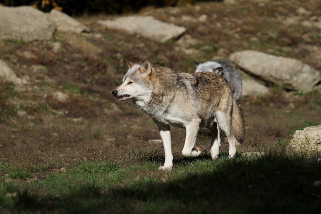 Vlk obecný | foto: Pixabay