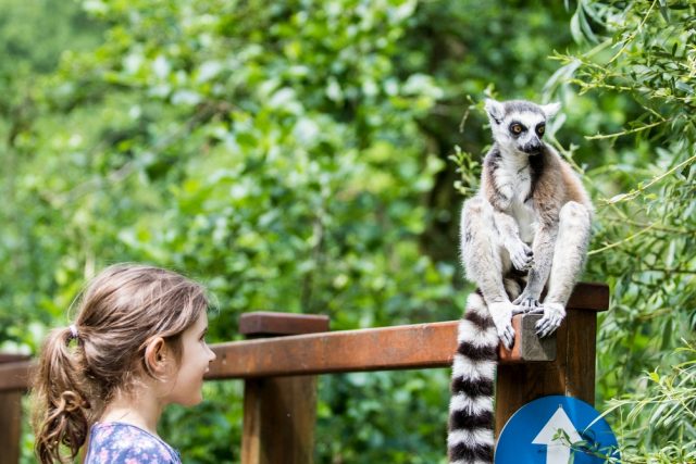 Ráj lemurů v Zoo Ostrava | foto: P. Vlček,  Zoo Ostrava