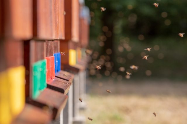Včelí úly | foto: Josef Růžička
