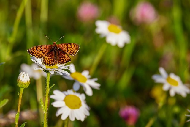 motýl | foto: Pixabay