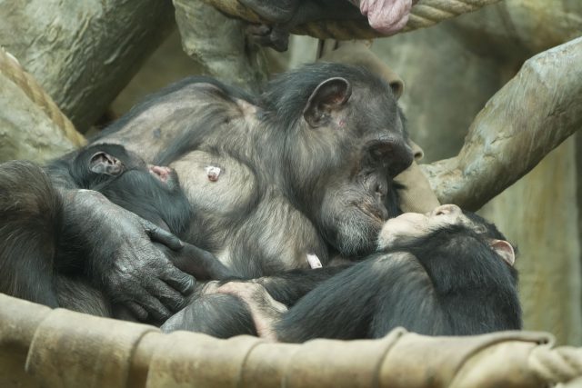 Samice šimpanze se svými mláďaty | foto: Enrico Gombala,  Zoo Ostrava
