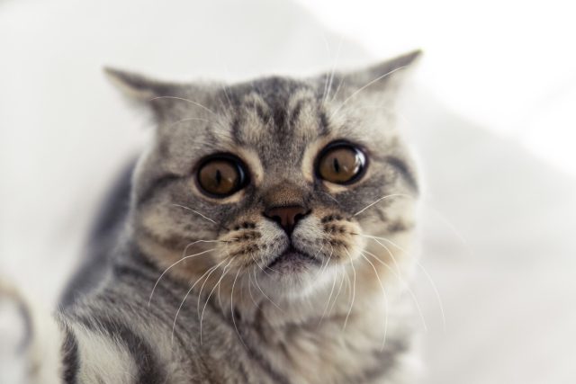 Hlava kočky sice může říci mnoho o její náladě,  jak ale podle serveru Reuters zmiňuje Alice Potterová z britské společnosti pro prevenci týrání zvířat RSPCA,  opomíjet by se neměly ani další tělesné ukazatele indikující stav mazlíčka | foto: Unsplash,  CC0 1.0