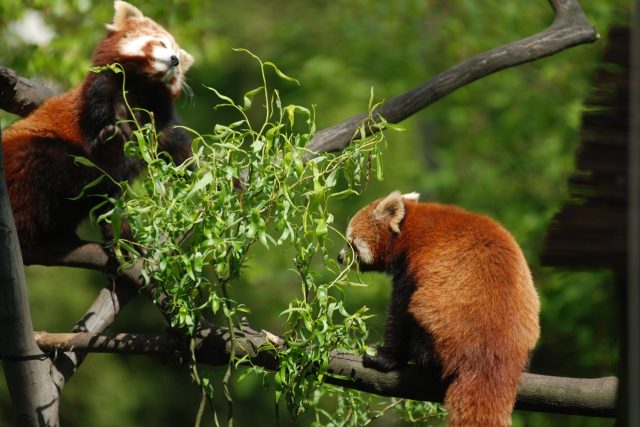 Pandy červené | foto: Petr Vlček,  Zoo Ostrava